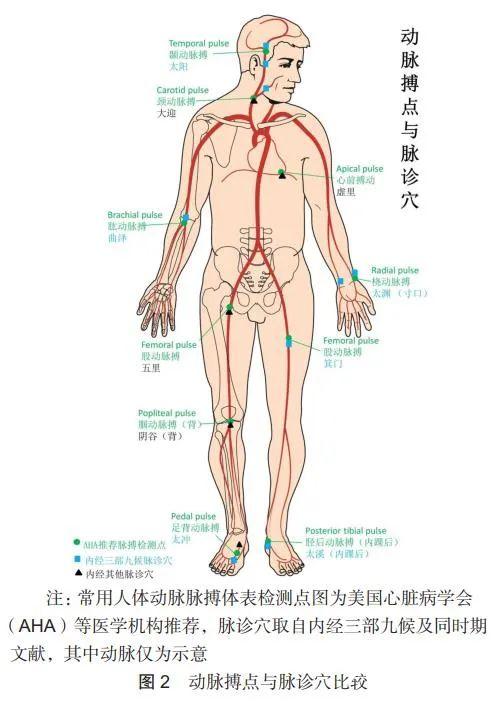 经脉的科学依据及三部九候新释