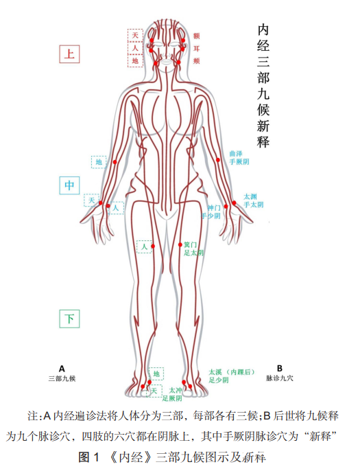 经脉的科学依据及三部九候新释