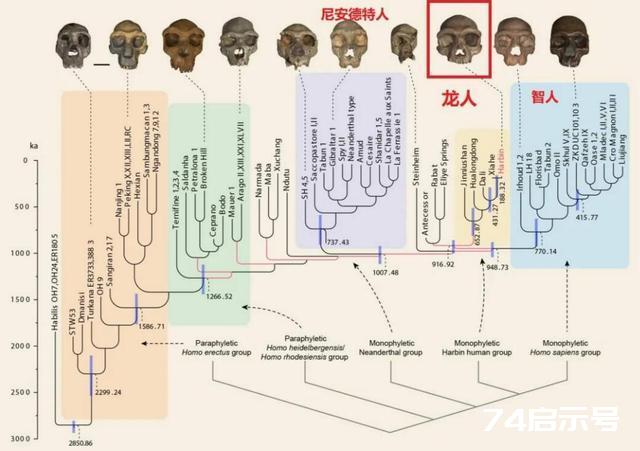 新人种“龙人”是在我国发现的，但他可能会改写全人类族谱