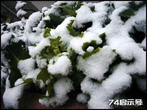 阳台菜农流水日志：大雪洗礼下的阳台菜