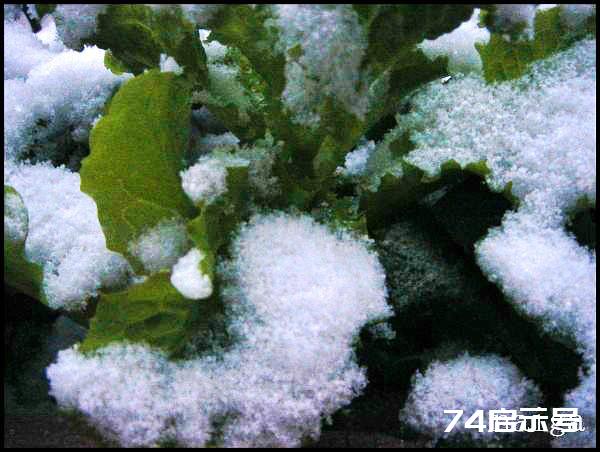 阳台菜农流水日志：大雪洗礼下的阳台菜