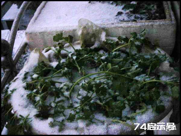 阳台菜农流水日志：大雪洗礼下的阳台菜