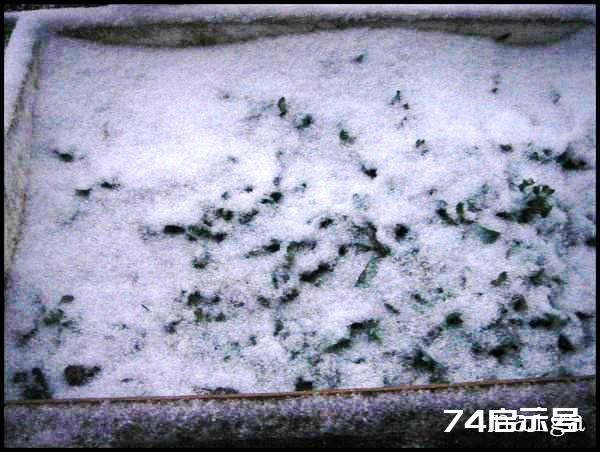 阳台菜农流水日志：大雪洗礼下的阳台菜