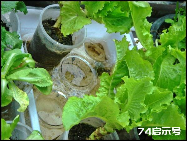 阳台菜农流水日志：大雪洗礼下的阳台菜