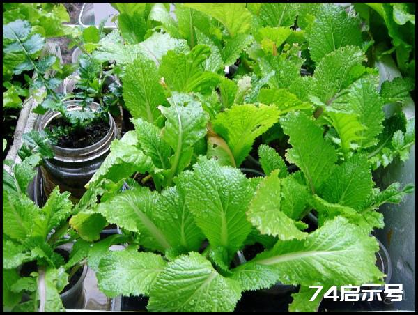 阳台菜农流水日志：大雪洗礼下的阳台菜