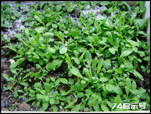 阳台菜农流水日志：大雪洗礼下的阳台菜