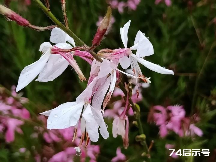 花卉观赏 山桃草 仙客顺口溜四首