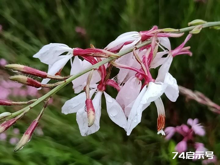 花卉观赏 山桃草 仙客顺口溜四首