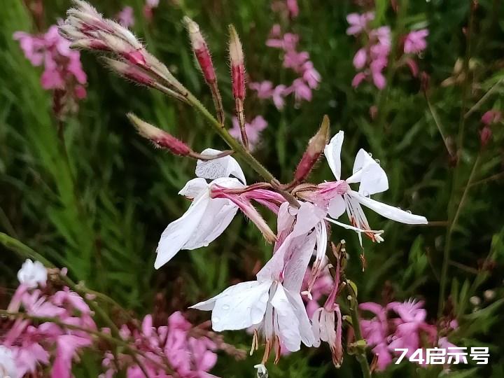 花卉观赏 山桃草 仙客顺口溜四首