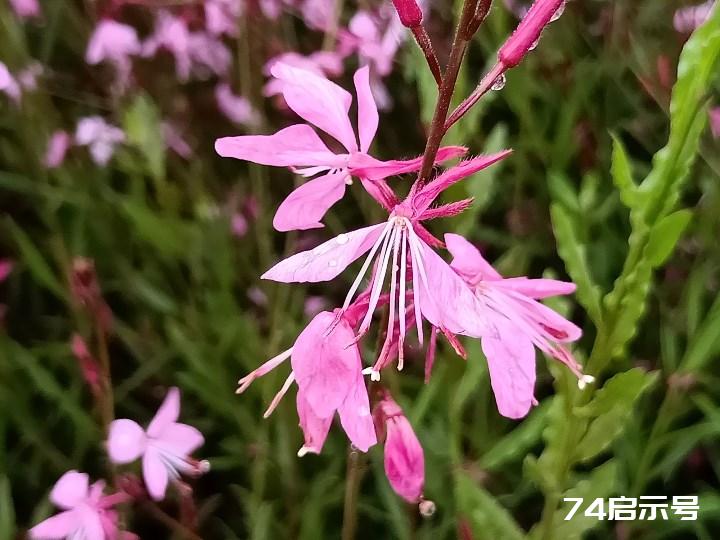 花卉观赏 山桃草 仙客顺口溜四首