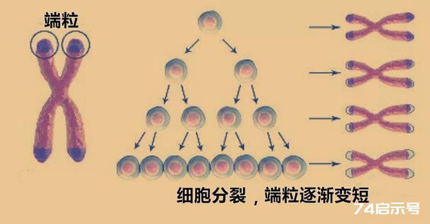 理论上，人类的极限寿命是多少岁？听完科学家解释就懂了