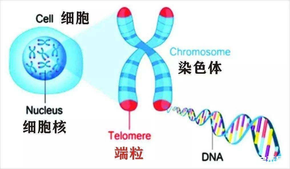 理论上，人类的极限寿命是多少岁？听完科学家解释就懂了