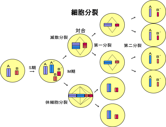 理论上，人类的极限寿命是多少岁？听完科学家解释就懂了