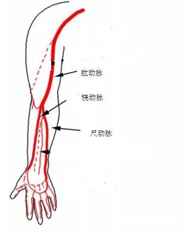 【领“冠”之路】条条入路通冠脉——动脉穿刺的这些知识你可能不知道！