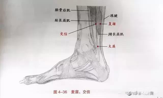 「穴位科普」101个“穴位功效大全”