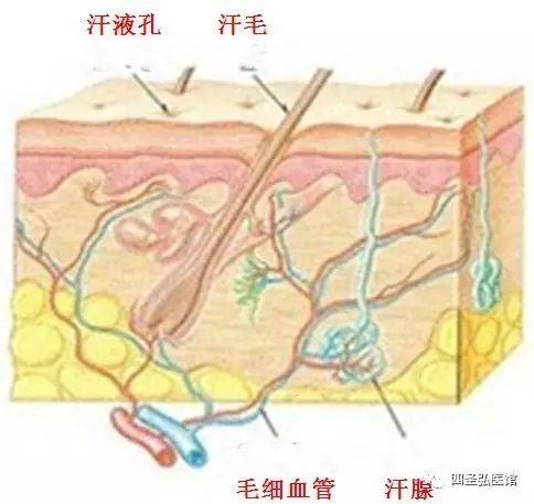 第101篇 桂枝麻黄汤