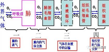 第101篇 桂枝麻黄汤