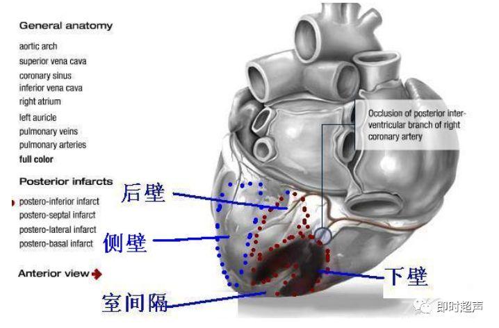 左心室分段的依据、方法与记忆技巧