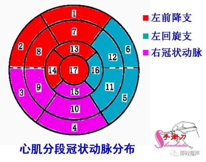 左心室分段的依据、方法与记忆技巧