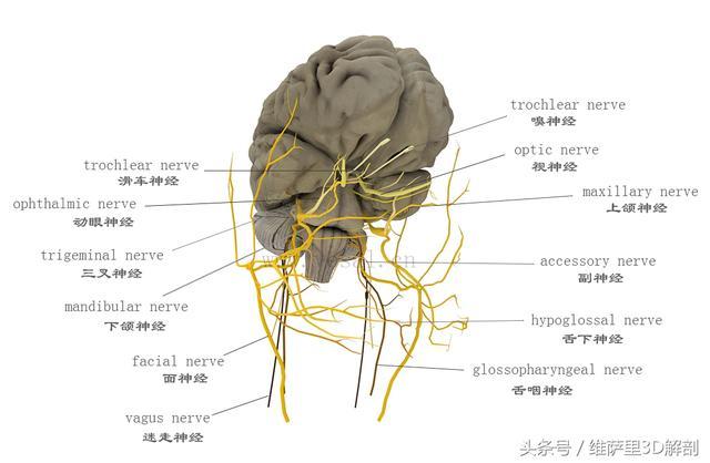 神经系统——医学解剖学记忆口诀