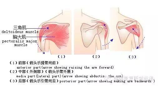 康复评估：运动功能检查——肌力篇