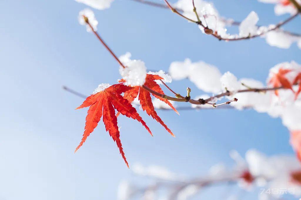 今日小雪，天冷了（致最我牵挂的人）