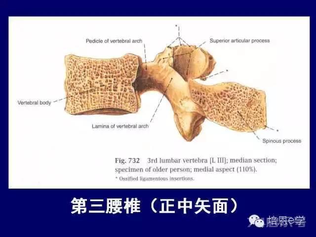 脊柱腰段解剖图（详细标注版 影像图片）