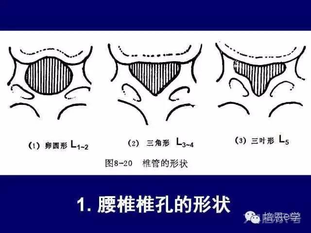 脊柱腰段解剖图（详细标注版 影像图片）