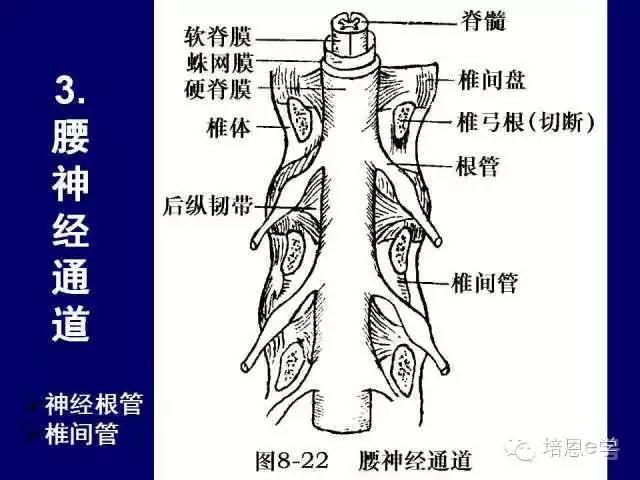 脊柱腰段解剖图（详细标注版 影像图片）