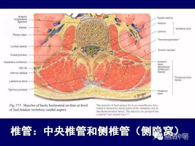 脊柱腰段解剖图（详细标注版 影像图片）