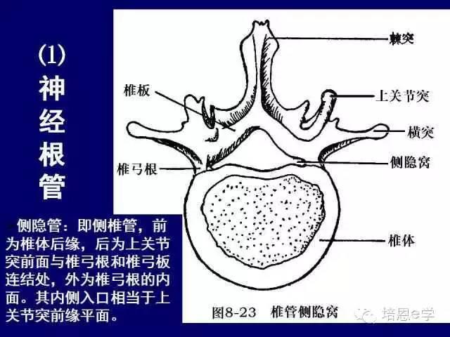 脊柱腰段解剖图（详细标注版 影像图片）