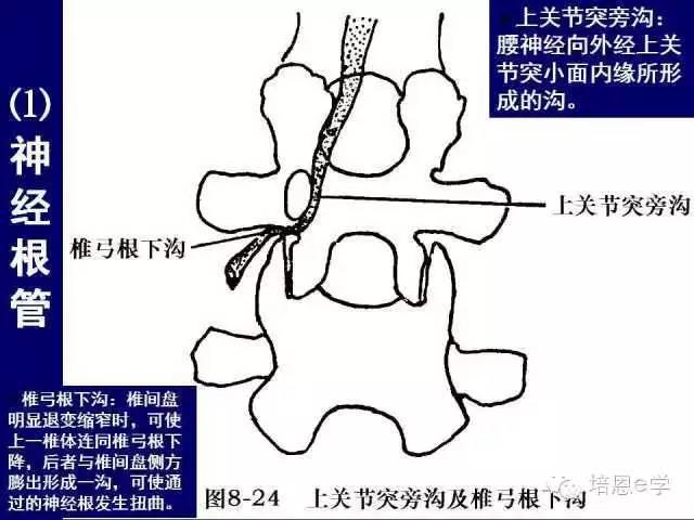 脊柱腰段解剖图（详细标注版 影像图片）