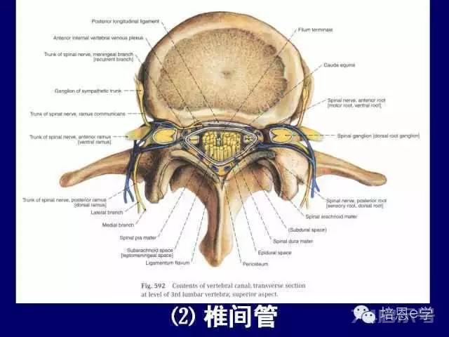 脊柱腰段解剖图（详细标注版 影像图片）