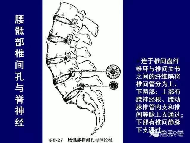 脊柱腰段解剖图（详细标注版 影像图片）