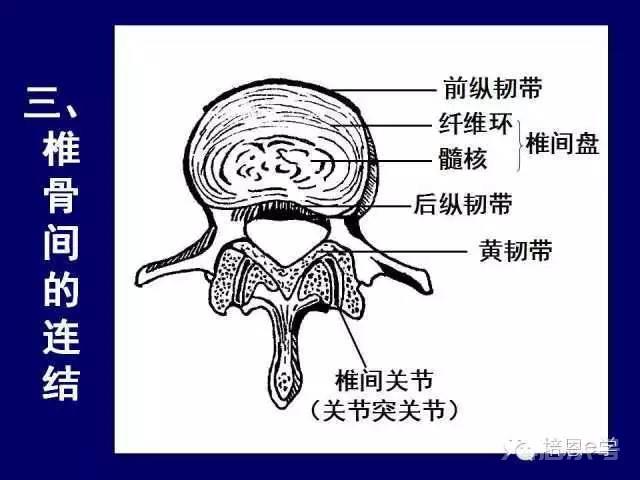 脊柱腰段解剖图（详细标注版 影像图片）