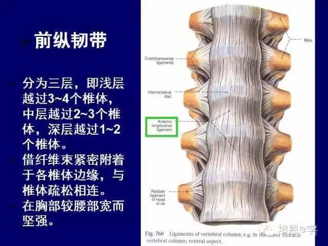 脊柱腰段解剖图（详细标注版 影像图片）