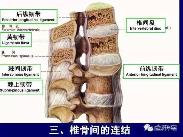 脊柱腰段解剖图（详细标注版 影像图片）