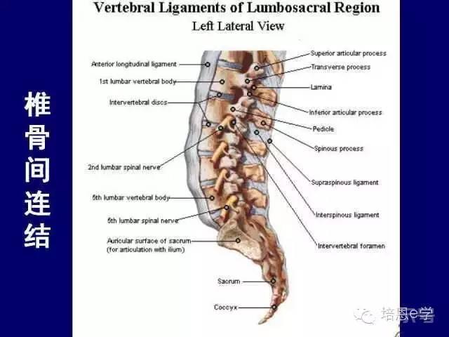 脊柱腰段解剖图（详细标注版 影像图片）