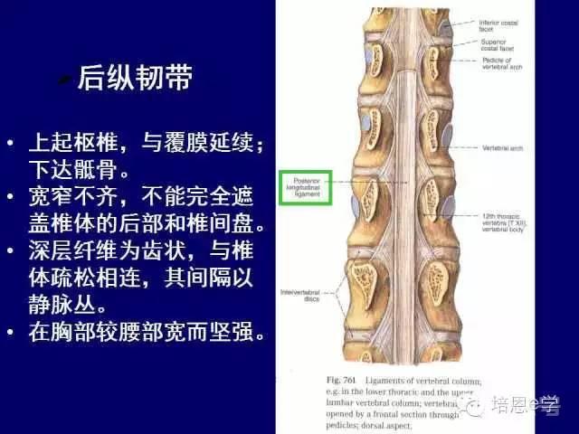 脊柱腰段解剖图（详细标注版 影像图片）