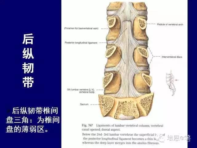 脊柱腰段解剖图（详细标注版 影像图片）