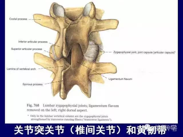 脊柱腰段解剖图（详细标注版 影像图片）