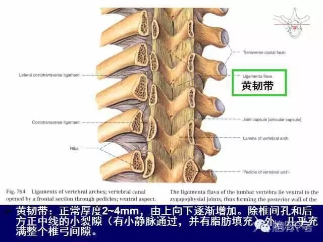 脊柱腰段解剖图（详细标注版 影像图片）