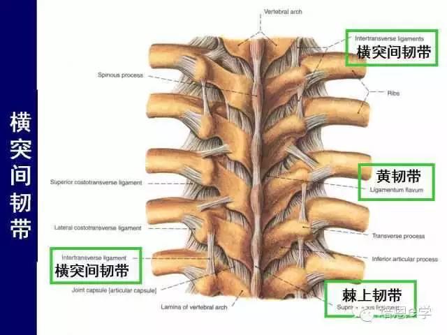 脊柱腰段解剖图（详细标注版 影像图片）