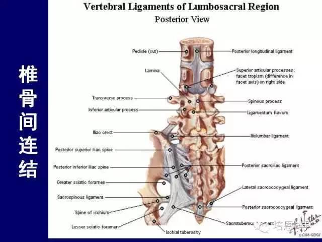 脊柱腰段解剖图（详细标注版 影像图片）