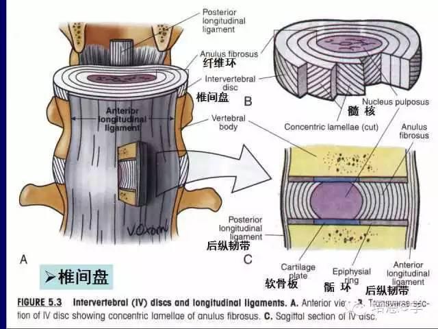 脊柱腰段解剖图（详细标注版 影像图片）