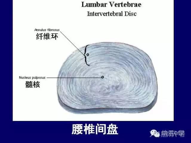 脊柱腰段解剖图（详细标注版 影像图片）