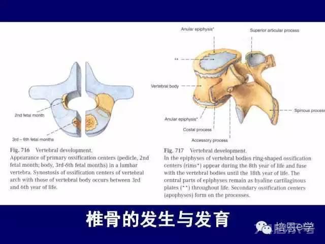 脊柱腰段解剖图（详细标注版 影像图片）