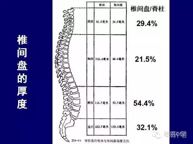 脊柱腰段解剖图（详细标注版 影像图片）