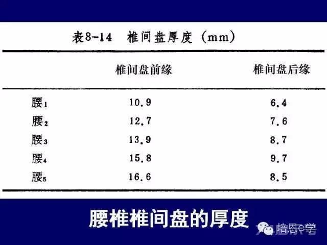 脊柱腰段解剖图（详细标注版 影像图片）