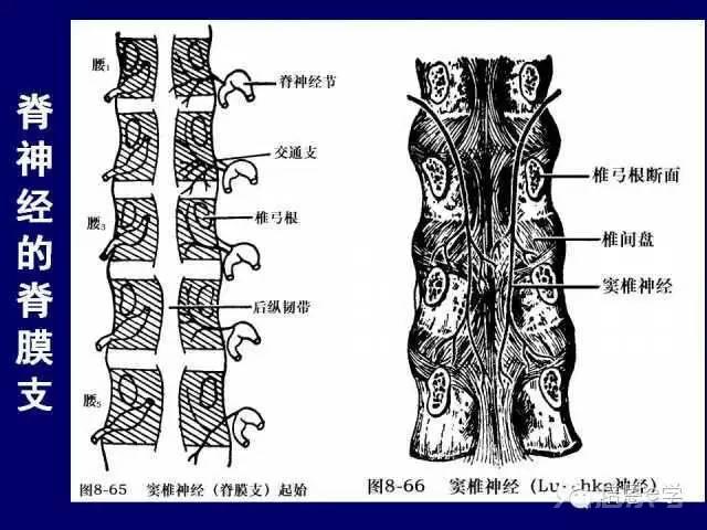 脊柱腰段解剖图（详细标注版 影像图片）